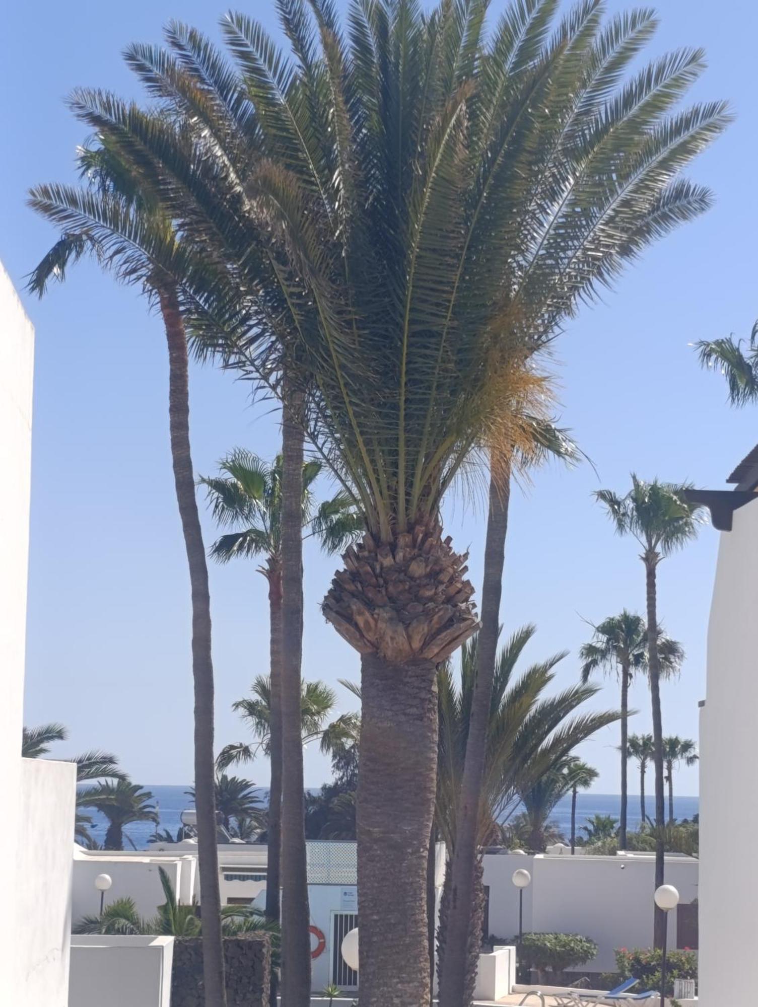 Blue Ocean Apartment Costa Teguise Bagian luar foto